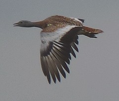 Great Bustard male - Otis tarda © John Muddeman